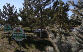 /PARKLAR/23 NİSAN HATIRA ORMANI/1s8a1799.JPG